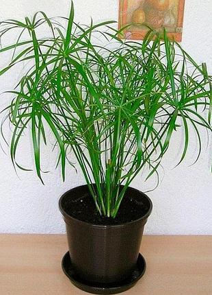 Циперус или сит (молодое растение)