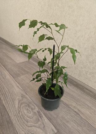 Фікус монік