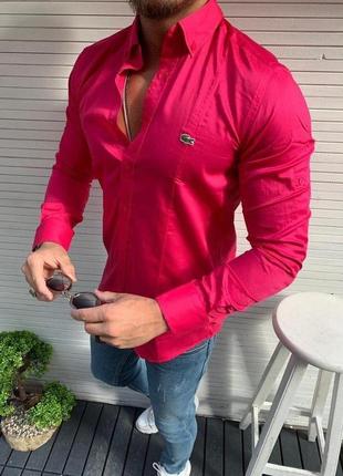 Сорочка lacoste pink сорочка лакосту, що росте, приталена лакостом
