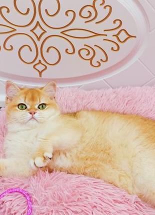 Золота шиншилла