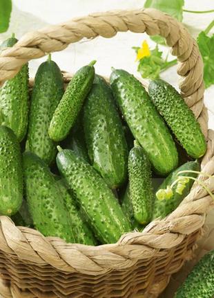 Насіння огірок засолочний 5г
