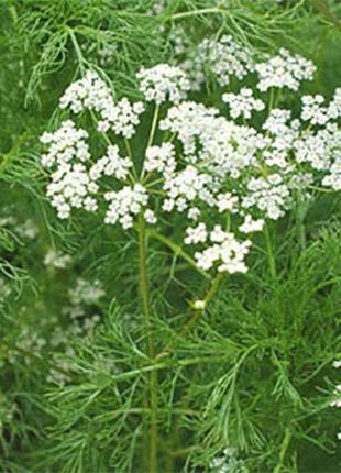 Семена тмин (1г)