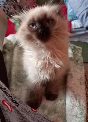 Котята породы невская маскарадная