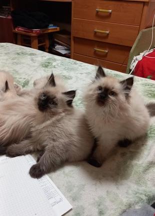 Котята породы невская маскарадная