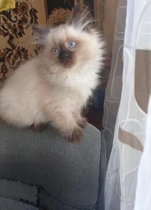 Котята породы невская маскарадная