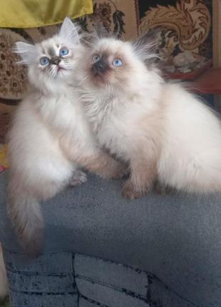 Котята породы невская маскарадная