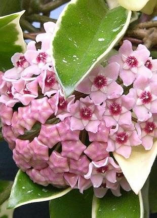 Хойя carnosa crimson queen, хойя carnosa krimson queen, хойя карноза кримсон квин, укоренённый черенок