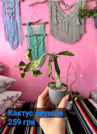 Кактус