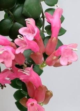 Эсхинантус пинк полька, aeschinanthus pink polka, укоренённый черенок