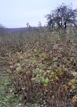 Малина высоко урожайная