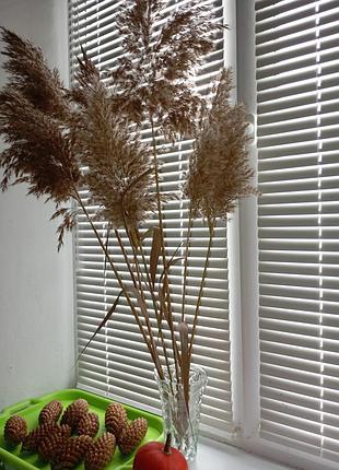 Камеш тростник речной тросник