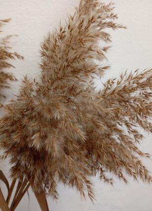 Камеш тростник речной тросник