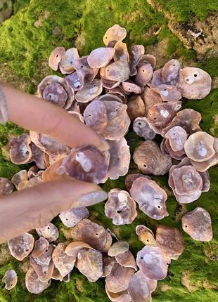 Мушлі з дірочками виду anomia ephippium для творчості