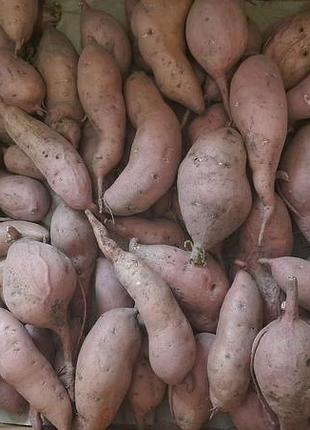 Батат сладкий картофель 60 грн при кг