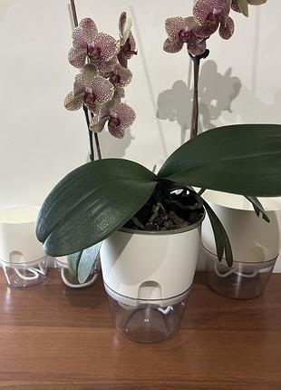 ‼️🔥середній горщик з фітільним поливом! рекомендую 🤩