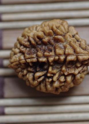 Рудракша дволика. 2 ліки шива-шакті.довжина 30 мм