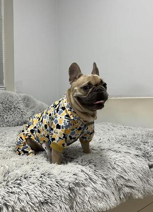 Одяг для собак