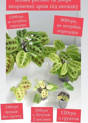 Маранта від 50грн, варієгатна, light veins, керховена10 фото