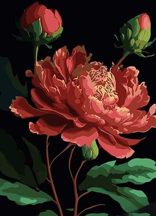 Картина за номерами півонії strateg на чорному фоні 40х50 см ah1048