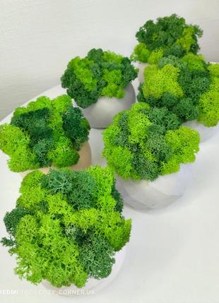 Интерьерное кашпо со стабилизированным мхом