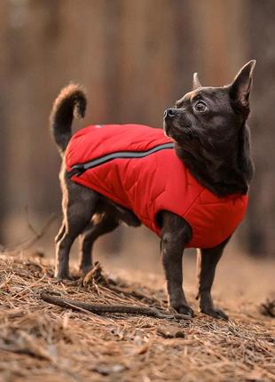 Жилет для собак