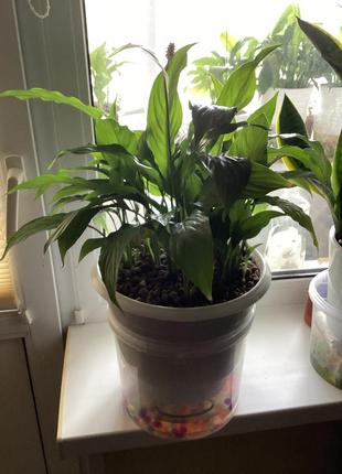 Вазон называется женское счастье