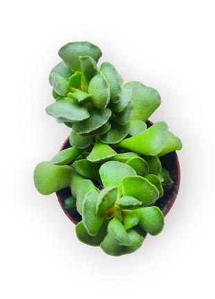 Адроміскус, сукулент, кімнатна рослина adromischus cristatus