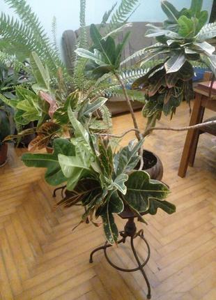 Комнатный цветок кротон