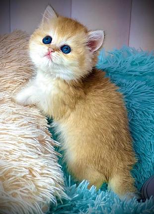 Британская золотая шишинла