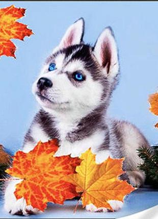 Діамантова вишивка. картина на підрамнику хаскі в листях, розмір 40x30 см