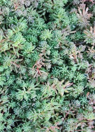 Очиток, седум вуличний для клумби