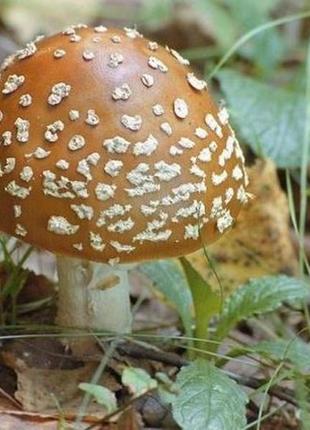 50 грамм мухомор королевский, мухомор королевский, шляпки