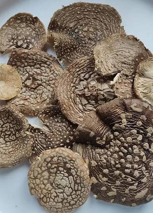 50 грамм мухомор королевский, мухомор королевский, шляпки