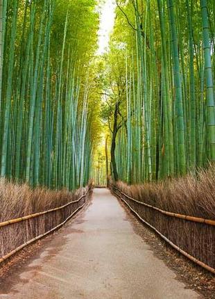 Семена мосо бамбук морозостойкий, phyllostachys edulis 10 шт/уп