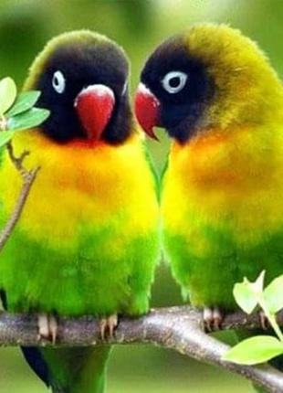 Алмазна вишивка. картина на підрамнику "нерозлучники" , розмір 40х50см