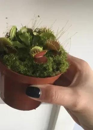 Венерина мухоловка. дионея / dionaea muscipula