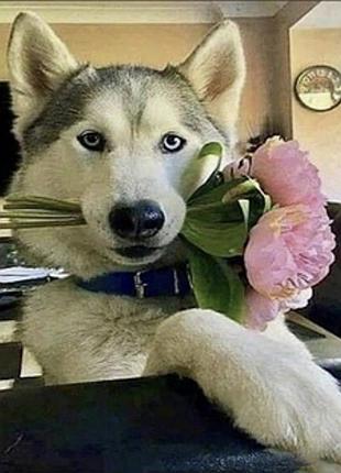 Діамантова вишивка. картина на підрамнику хаскі з квітами, розмір 40x30 см