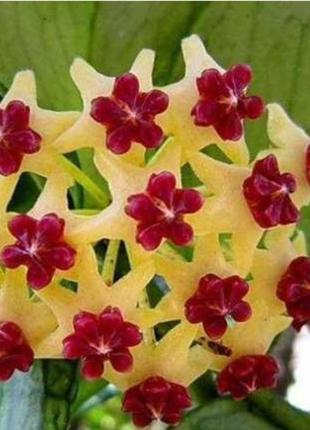 Хойя polyneura, хойя полинейра, укоренённый черенок