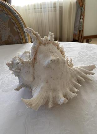 Большая океанская ракушка!