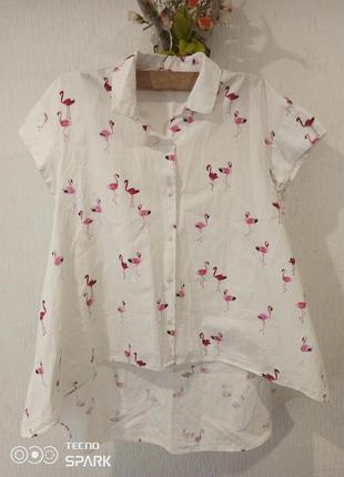 Блузка из бламинго хлопковая zara