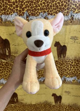 Чихуахуа мягкий