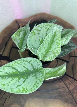 Сциндапсус, scindapsus pictus 'trebie' 2
