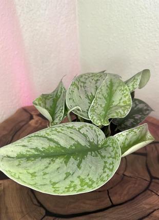 Сциндапсус, scindapsus pictus 'trebie' 3