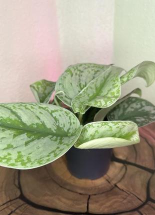 Сциндапсус, scindapsus pictus 'trebie' 4
