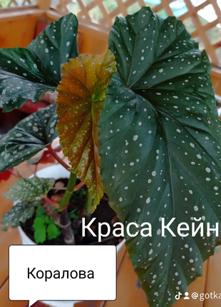 Бегонии кейны 10