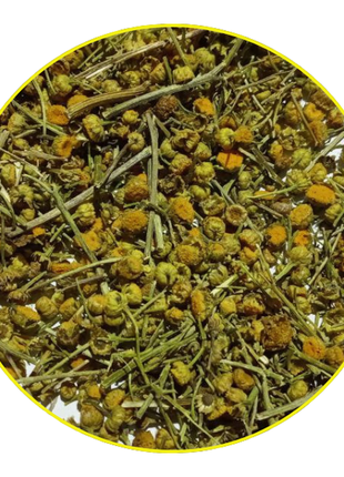 Пижма – натуральное средство от паразитов | фитопосылка