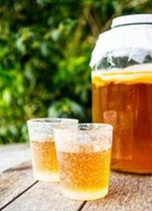 Чайний гриб! японський гриб! комбуча! kombucha! зооглею! медузоміцет! квас чайний!