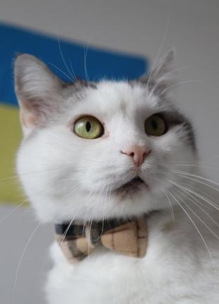 Твидовый ошейник с бантиком для собак и кошек бежевый