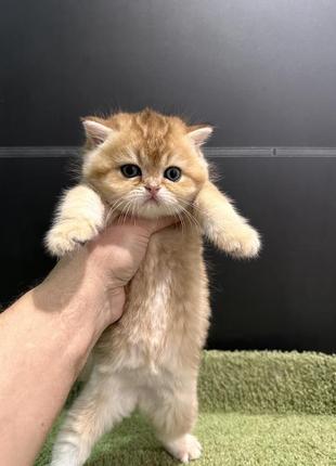 Шотландські кошенята