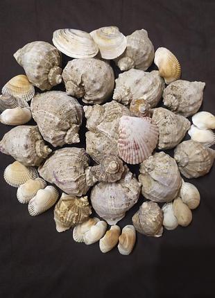 Ракушки морские.